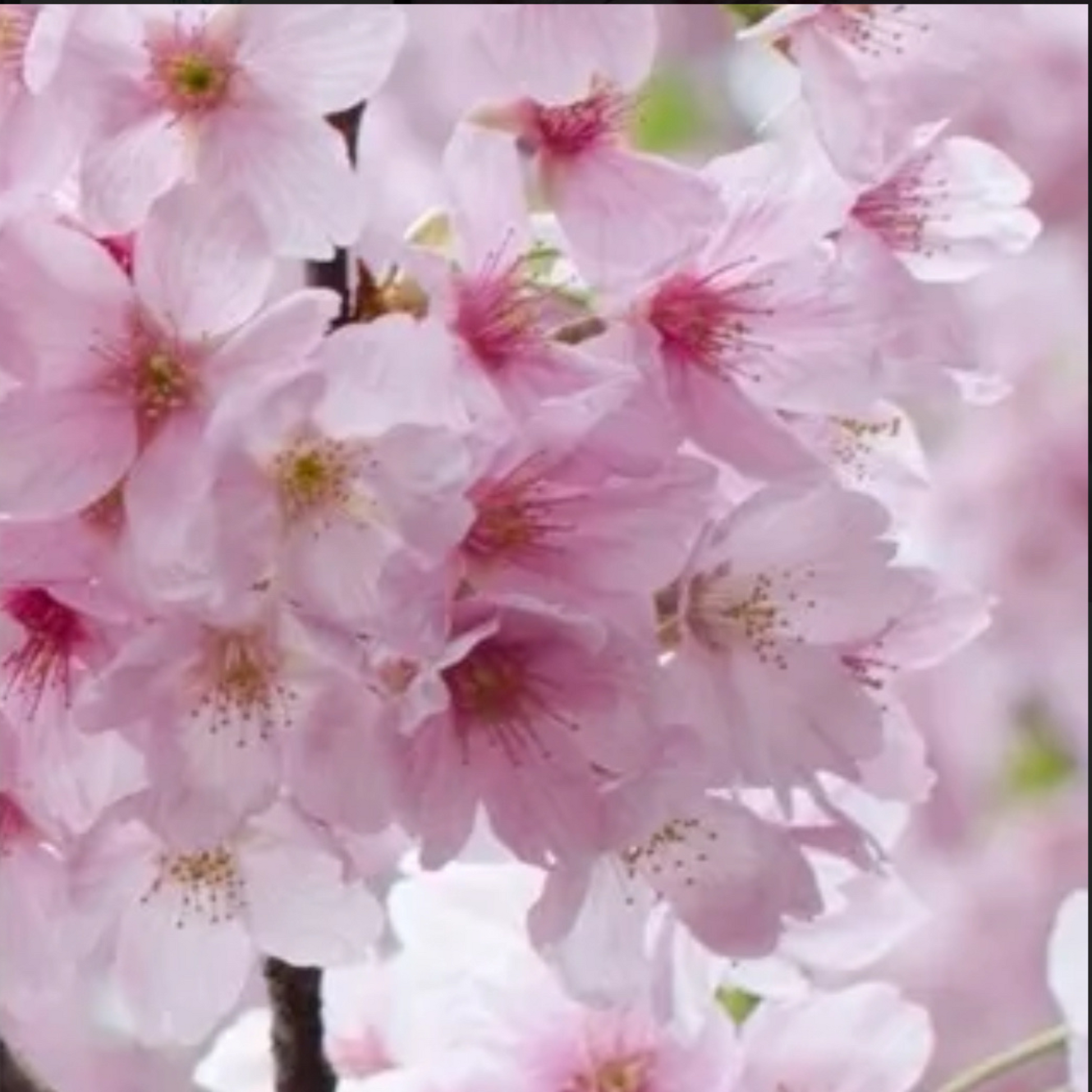 Cherry blossom close-up, delicate pink flowers used in natural skincare and essential oil products.