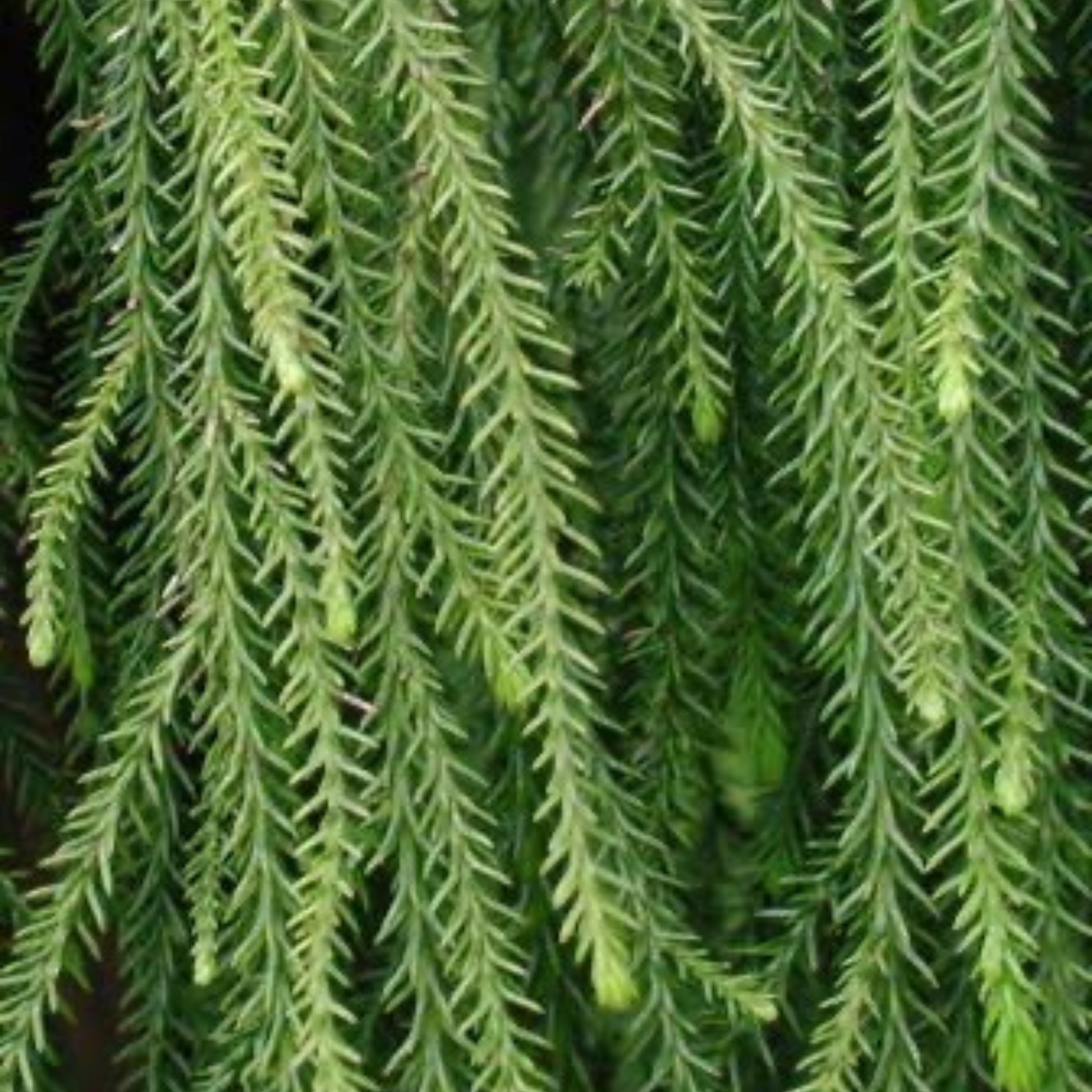 Close up of Rimu leaves