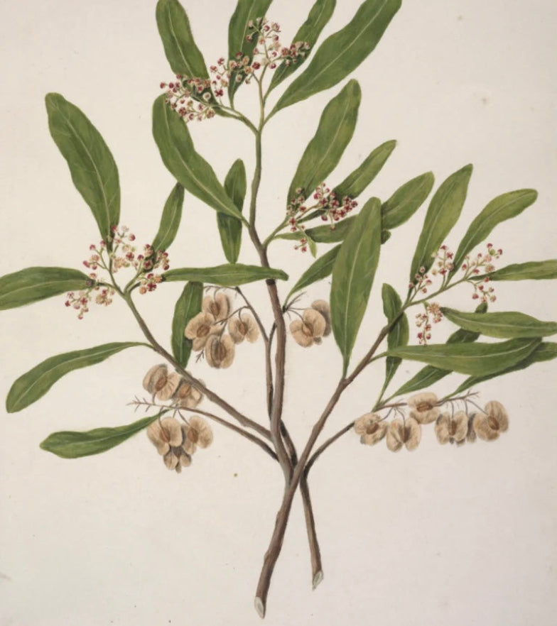 Botanical illustration of an Akeake plant with green leaves and brown flowers on a light beige background