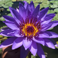 pic of blue lotus flower