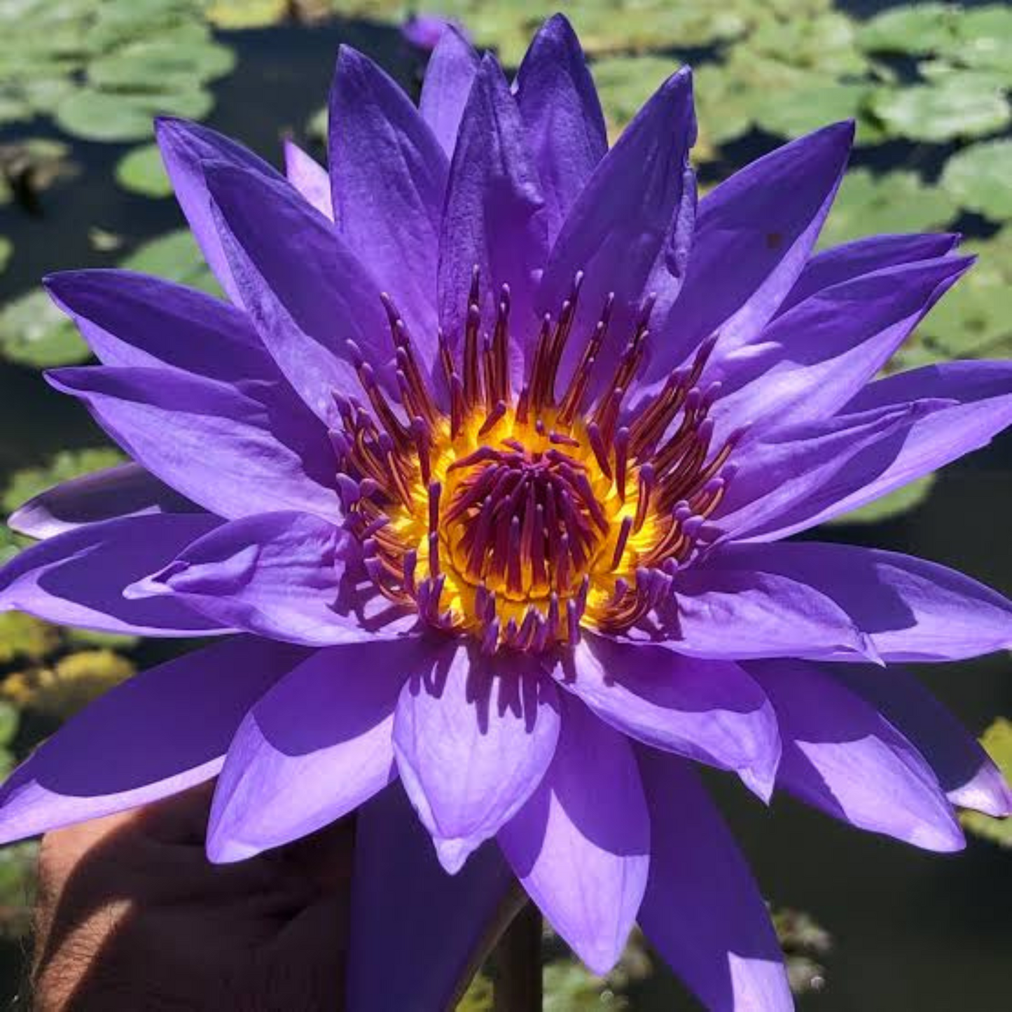 pic of blue lotus flower