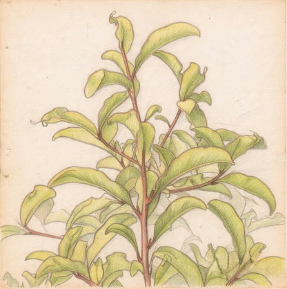 Illustration of a Red Matipo plant with green leaves on a beige background
