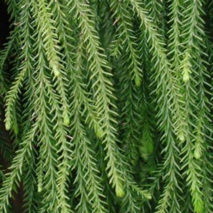 Close up of Rimu leaves