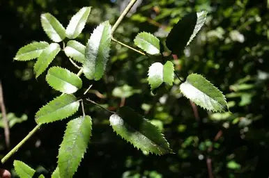 Close-up of Tātaramoa leaves on a flowering branch with a blurred natural background.
